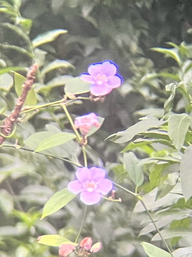 Thunbergia laurifolia observed 2026-05-22