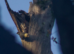 Poicephalus robustus