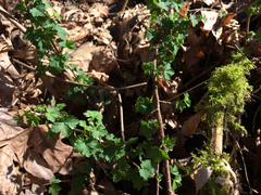 Ribes divaricatum