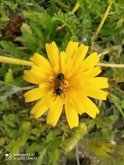 Cryptocephalus rugicollis