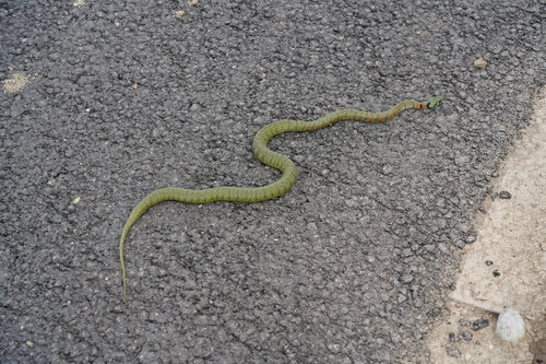 Chinese Tiger Keelback