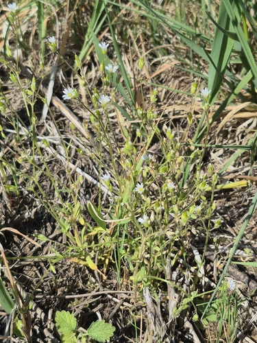 doubtful mouse-ear chickweed
