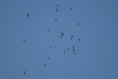 Poicephalus robustus