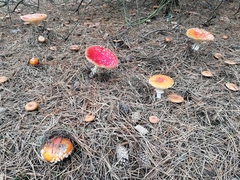 Amanita muscaria