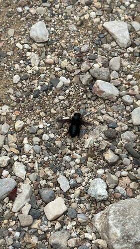 Black Mud Bee