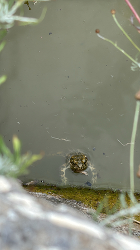 Green Toad