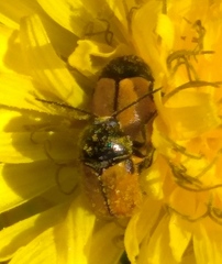 Cryptocephalus rugicollis