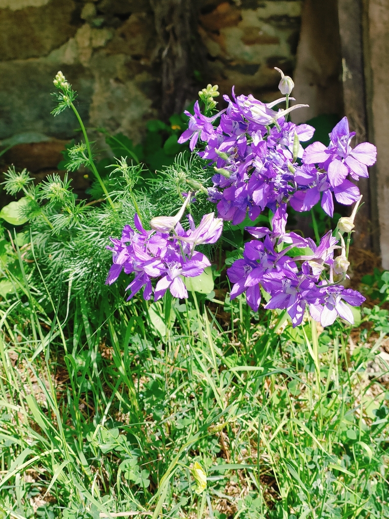 Delphinium ajacis, 44310 Saint-Colomban, France