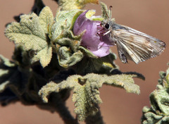 Malacothamnus aboriginum