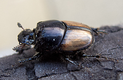 Onthophagus lucidus