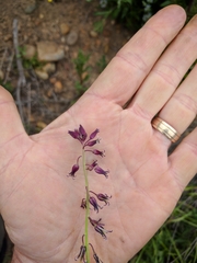 Caulanthus heterophyllus