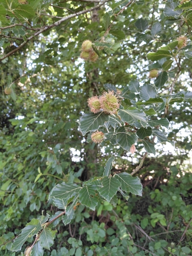 European beech