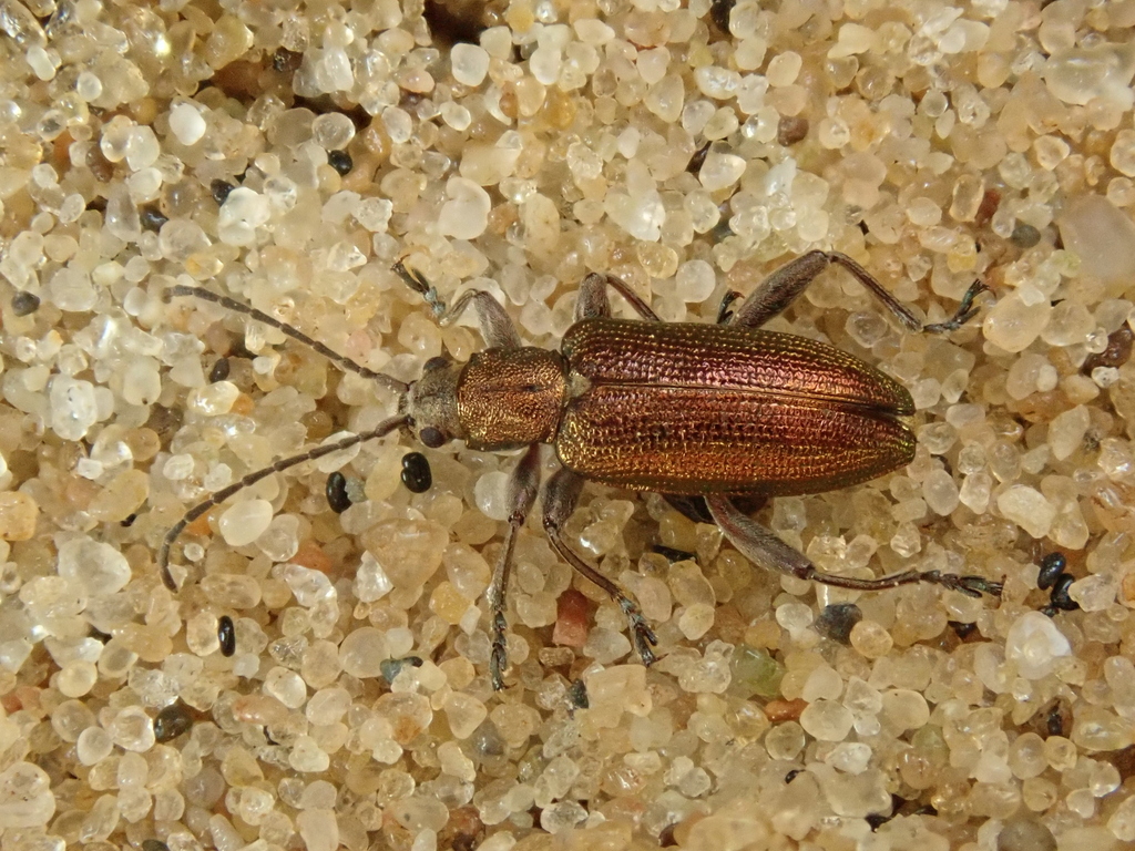 Grooved Leaf Beetle from Rajon Selenogradsk, Oblast Kaliningrad ...