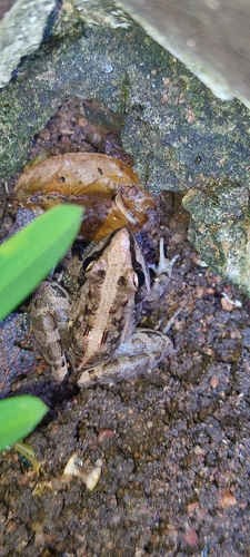 Mozambique ridged frog