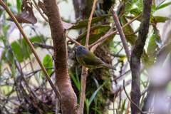 Mionectes striaticollis