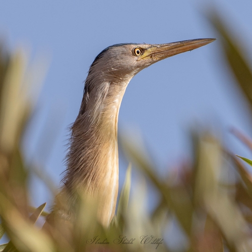 Little Bittern