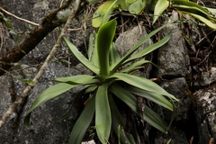 Agave mitis
