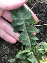 Taraxacum ancistrolobum