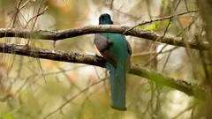 Trogon mexicanus
