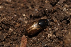 Melinopterus