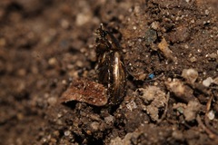 Melinopterus