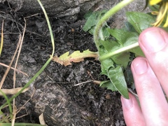 Taraxacum ancistrolobum