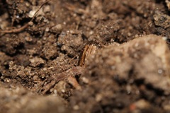 Melinopterus