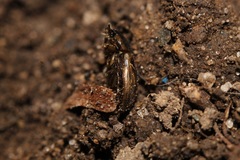 Melinopterus