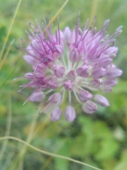 Allium lineare
