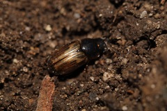 Melinopterus