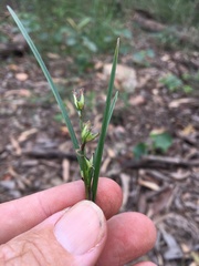 Scleria mackaviensis