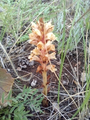 Orobanche kochii