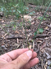 Scleria mackaviensis