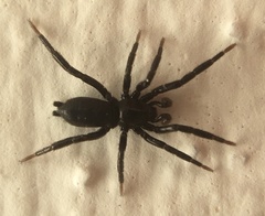 Zelotinae