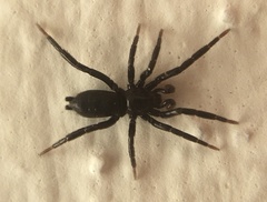 Zelotinae