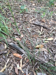 Scleria mackaviensis