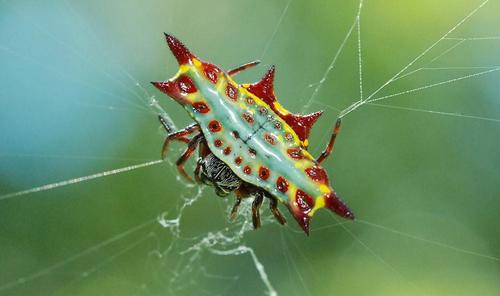 colorful Gasteracantha species near Darwin, Australia