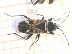 Raglius tristis