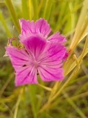 Dianthus andrzejowskianus