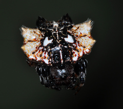 Gasteracantha mediofusca