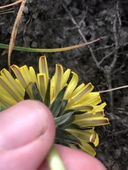 Taraxacum ancistrolobum