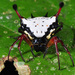 Gasteracantha clavatrix - Photo (c) artanker,  זכויות יוצרים חלקיות (CC BY-NC), הועלה על ידי artanker