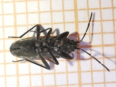Raglius tristis