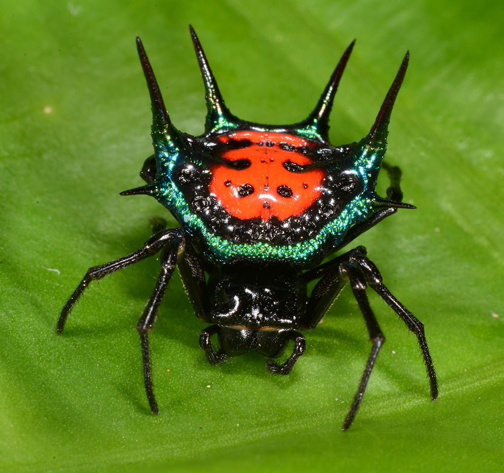 Orbweavers and Allies
