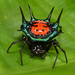 Gasteracantha scintillans - Photo (c) artanker,  זכויות יוצרים חלקיות (CC BY-NC), הועלה על ידי artanker