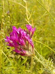 Astragalus cornutus