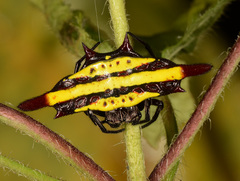 Gasteracantha diadesmia