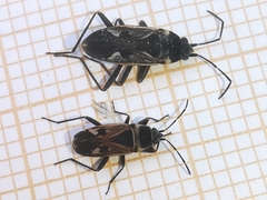 Raglius tristis