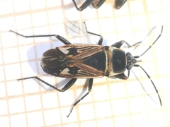 Raglius tristis