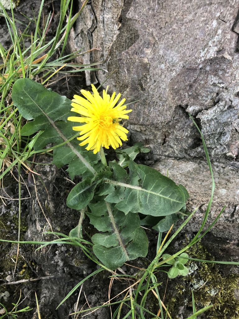 Dandelion